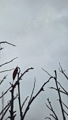 Thin branches of a shrub in winter