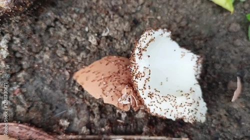 a food is being swarmed by ants