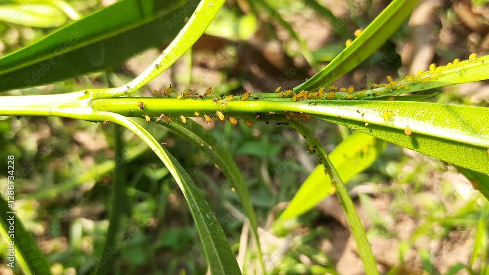 Aphids insects in the plant. This are small sap sucking insects and members of the superfamily Aphidoidea. Its other names include greenfly and blackfly. Small insects. Aphids insects in the plant. This are small sap sucking insects and members of the superfamily Aphidoidea. Its other names include greenfly and blackfly. Small insects.