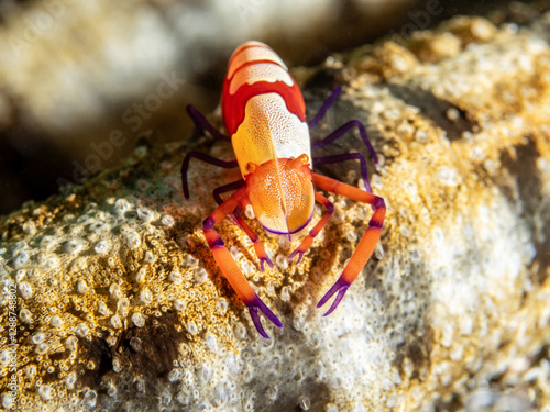 Emperor Shrimp (Zenopontonia rex) on Sea Cucumber. photo