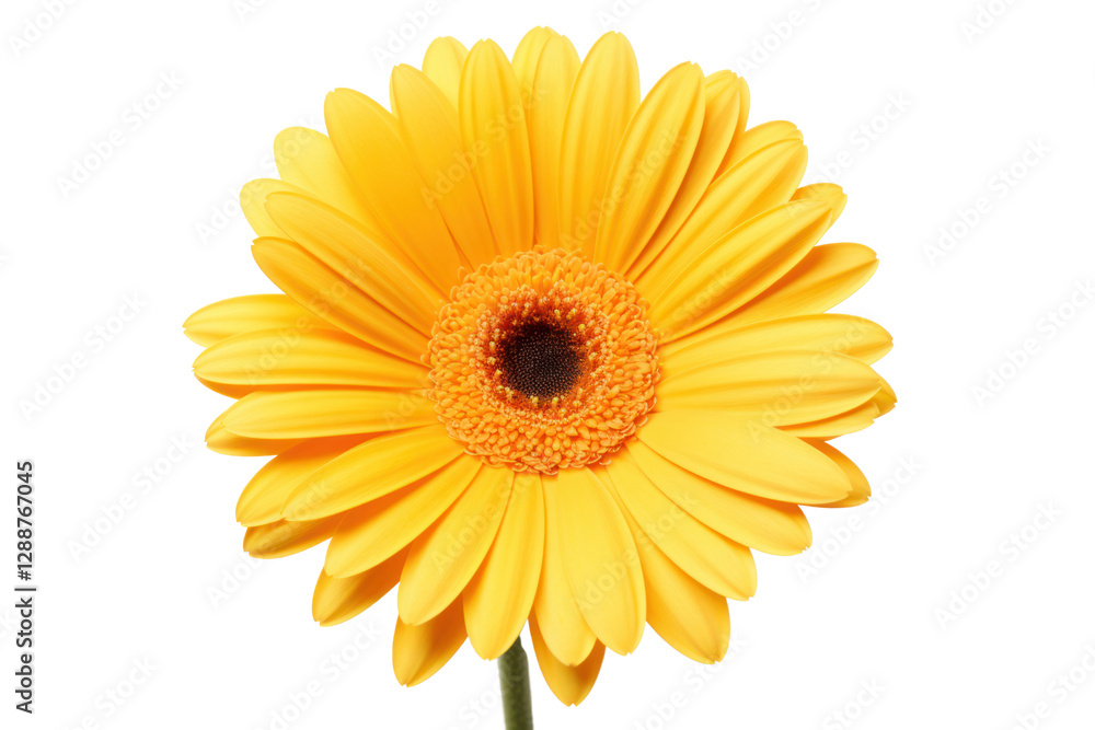 Close-up of a yellow gerbera daisy highlighting its delicate petals and vivid color, isolated on white background Close-up of a yellow gerbera daisy highlighting its delicate petals and vivid color, isolated on white background