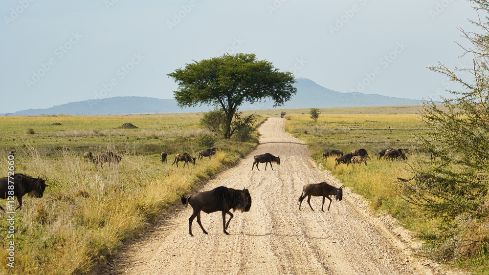 Wildebeests grace a Scenic Road that runs through the stunning landscapes of Africa Serengeti Tanzania Africa Wildebeests grace a Scenic Road that runs through the stunning landscapes of Africa Serengeti Tanzania Africa