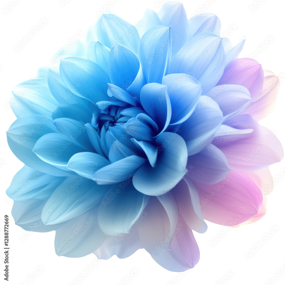 Fototapeta premium Blue flower with pink petals blooming in a garden setting under natural light isolated on transparent background.