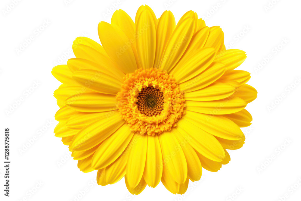 Bright yellow gerbera daisy with vibrant petals and a textured center, isolated on white background Bright yellow gerbera daisy with vibrant petals and a textured center, isolated on white background