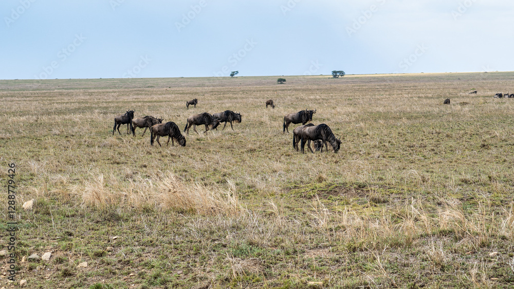 Grazing Animals in an Expansive Open Landscape under a Bright Blue Sky and Fluffy Clouds Ngorongoro Tanzania Africa Grazing Animals in an Expansive Open Landscape under a Bright Blue Sky and Fluffy Clouds Ngorongoro Tanzania Africa