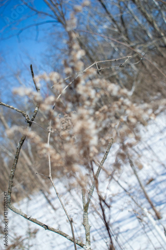 Winter Walk in the Park