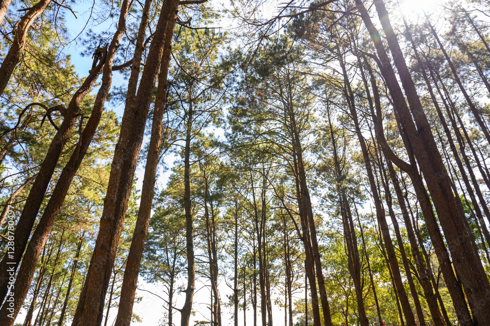 Fototapeta premium Pine tree forest with sunlight and natural landscape. Look overhead at many pine trees with clean sky background.