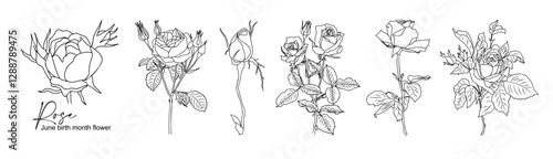 Rose June Birth month flower line art vector illustrations set isolated on white background. Modern minimalist design for logo, tattoo, wall art, poster, packaging, stickers. Black ink sketch.