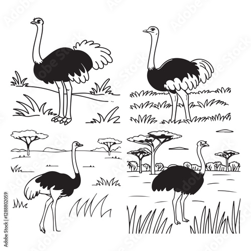ostrich vector illustration
