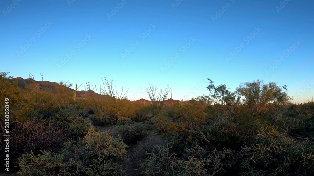 Saguaro 0045 National Park Tucson Arizona Saguaro 0045 National Park Tucson Arizona