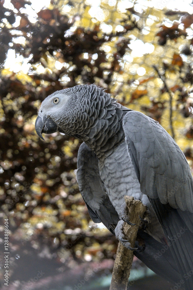 Fototapeta premium African Grey Parrot Perched on a Branch in Natural Habitat
