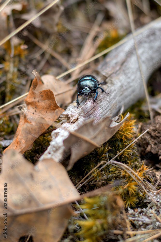 Shiny Dung Beetle on a Fallen Branch in Forest Setting