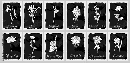 Botanical set of birth month flowers. Wild and garden floral plants. Gorgeous snowdrop, daffodil, iris, poppy, marigold, lily, rose flowers white vector silhouettes isolated on black background. 