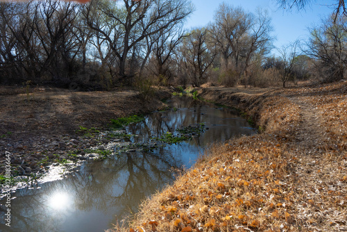 A small river flowing past a grove of trees in the morning light