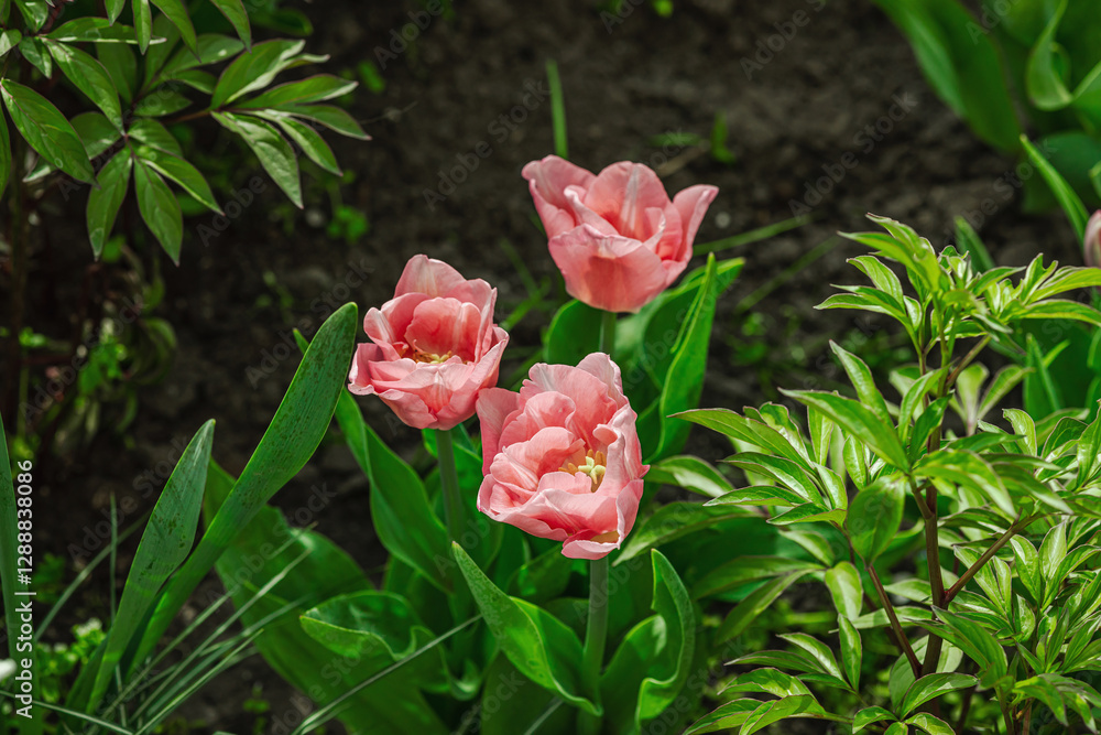 Blooming tulips grow in the garden. Spring gardening, outdoor concept background, floral style Blooming tulips grow in the garden. Spring gardening, outdoor concept background, floral style