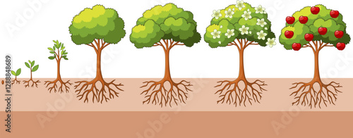 Apple tree growing stages, Apple tree life cycle from seed to ripe, isolated on white background