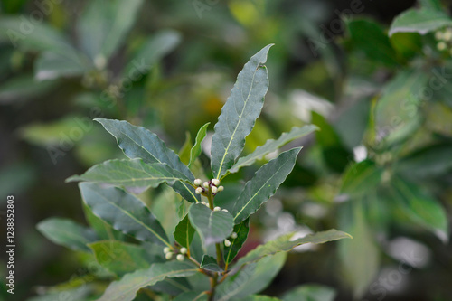 hojas de laurel en el árbol listas para recoger y cocinar	