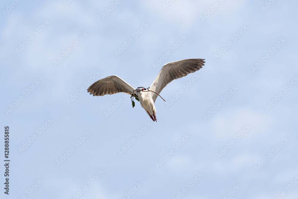 Obraz premium Black Crowned Night Heron bird flying with wings spread in Penang Malaysia