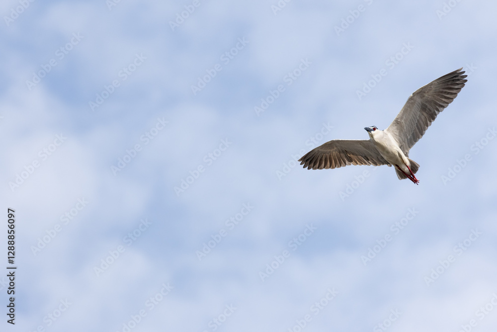 Black Crowned Night Heron bird flying with wings spread in Penang Malaysia