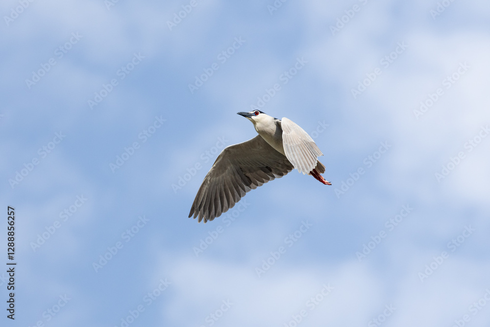 Fototapeta premium Black Crowned Night Heron bird flying with wings spread in Penang Malaysia