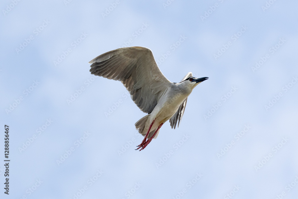 Fototapeta premium Black Crowned Night Heron bird flying with wings spread in Penang Malaysia