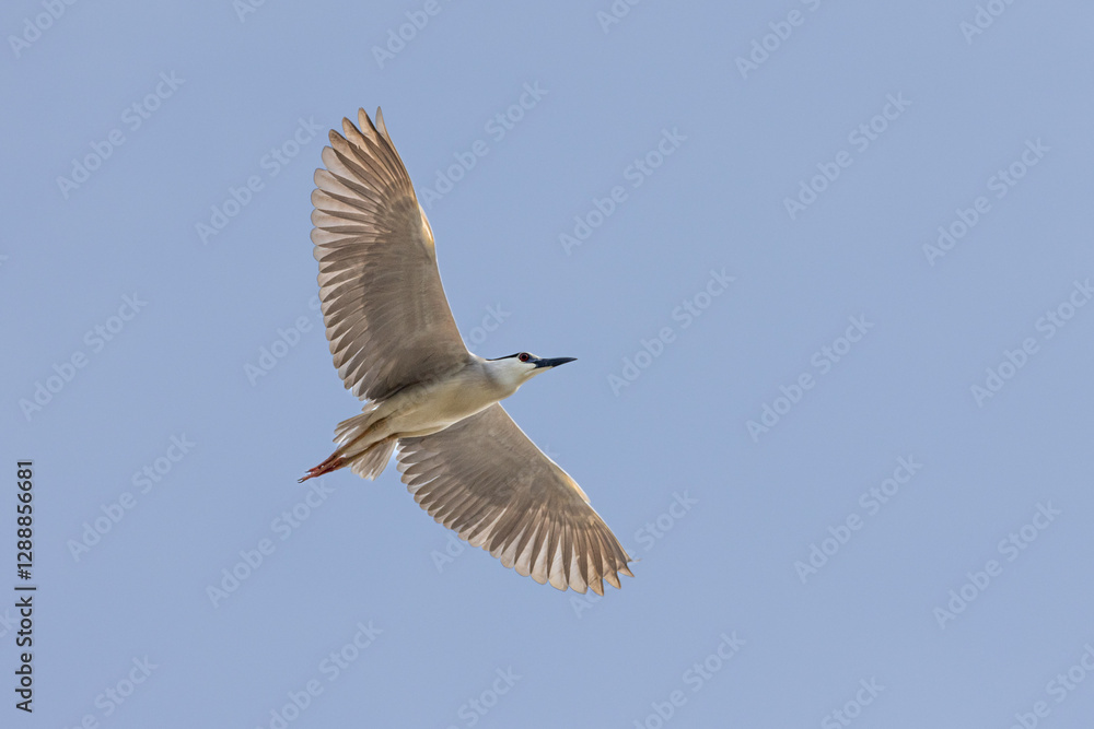 Fototapeta premium Black Crowned Night Heron bird flying with wings spread in Penang Malaysia