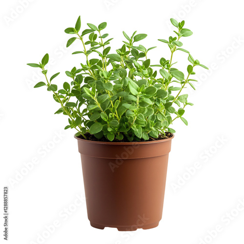 Wallpaper Mural A Small Potted Thyme Plant with Aromatic Green Leaves Isolated on Transparent Background Torontodigital.ca