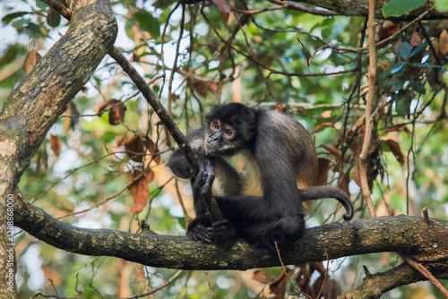 Monkey playing on a branch during a sunny day at a zoo in Belize