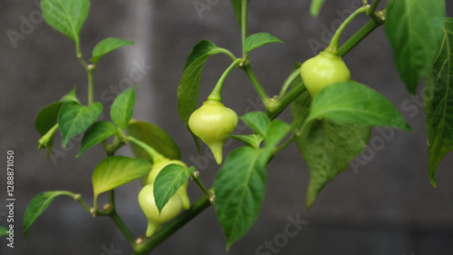 Organic Red and Yellow Biquinho chili Peppers on the Tree, Sweet pepper drops grow in a organic vegetable garden in summer. 