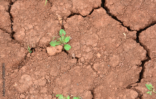 Resilient Seedling on the dry and brown soil top view