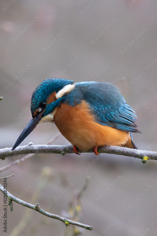 Fototapeta premium un martin-pêcheur sur une branche 