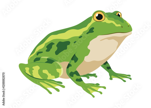 Frog life cycle stage. Green frog. Wild water animal, development toads. Amphibian illustration. Hand drawn colorful diagram on white background