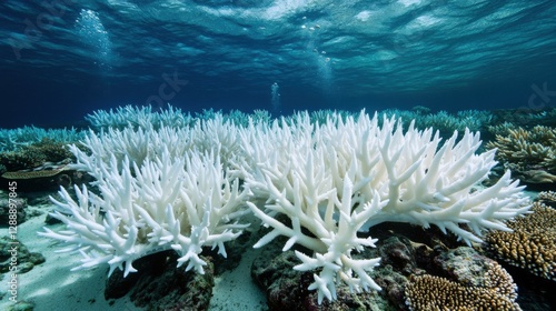 Fototapeta Naklejka Na Ścianę i Meble -  Coral Bleaching in the Philippines: Impact on Colorful Marine Life and Biodiversity