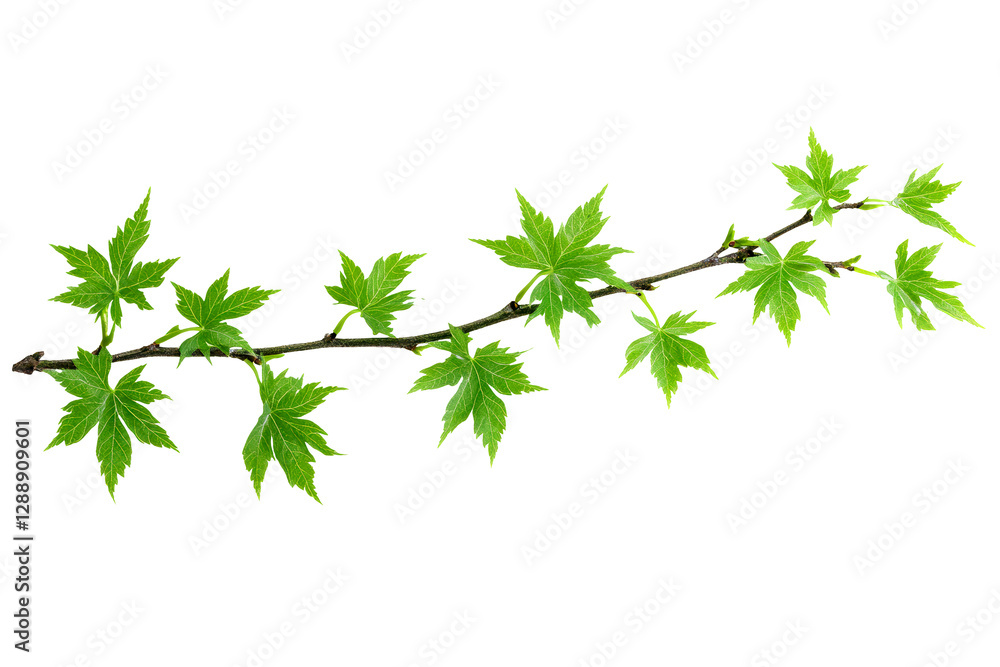 Green Maple Branch with Fresh Leaves Isolated on Transparent or White Background Green Maple Branch with Fresh Leaves Isolated on Transparent or White Background