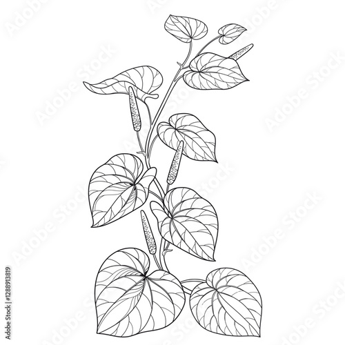 Stem of outline Kava kava (Piper methysticum) bunch with fruits and leaves in black isolated on white background. 