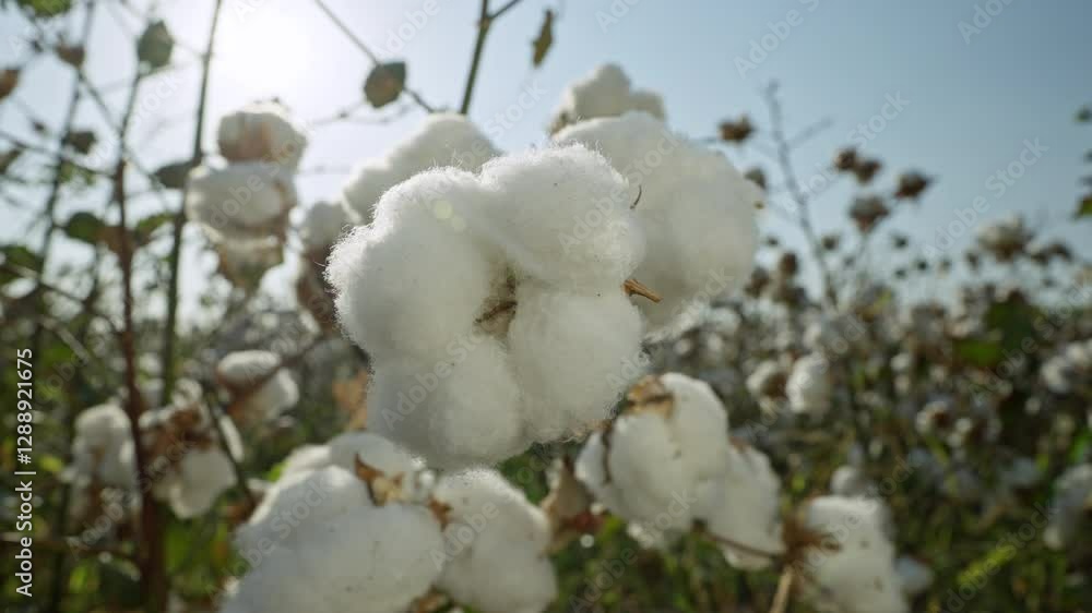 A close-up of cotton bolls swaying gently in the warm breeze under a bright blue sky during harvest in a southern field. A close-up of cotton bolls swaying gently in the warm breeze under a bright blue sky during harvest in a southern field.