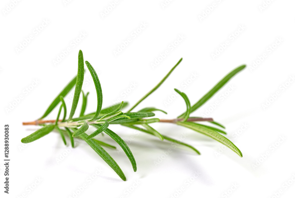 Fototapeta premium Rosmarin, Salvia rosmarinus, Zweig vor weißem Hintergrund