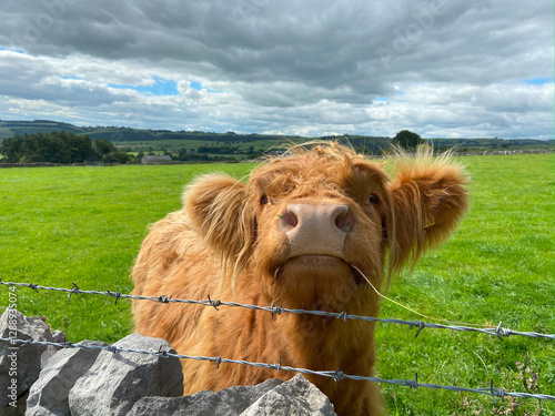 Curious Highland Cow in the Countryside – Rustic Farm Life & Nature