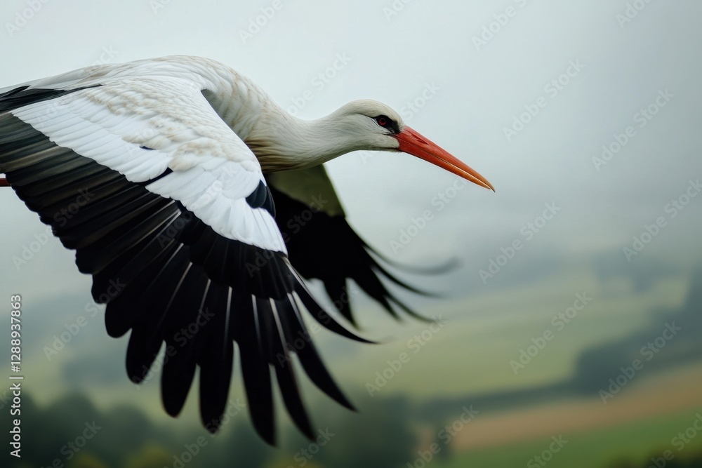 A white stork with striking black and white plumage soars gracefully against an overcast sky, with its long orange beak pointing forward. A white stork with striking black and white plumage soars gracefully against an overcast sky, with its long orange beak pointing forward.