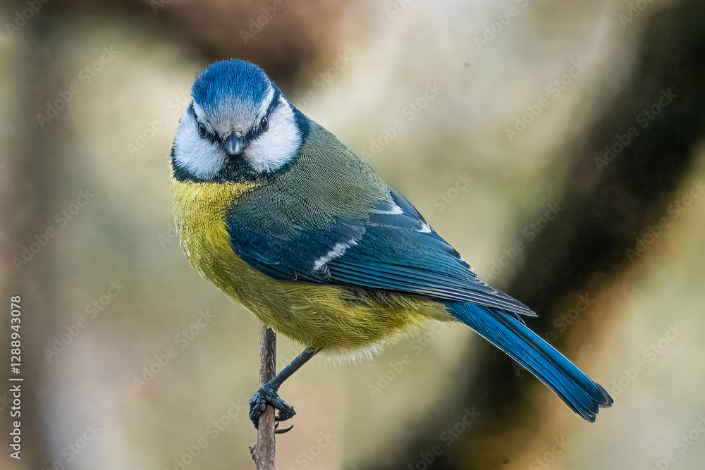 Fototapeta premium blue tit,Sylvia atricapilla, passerine, tit, birds, insectivore, sedentary, nature, avifauna, branches, animal, yellow, beak, feather, songbird, small, perched, garden, bush, tree, tit, compact flight