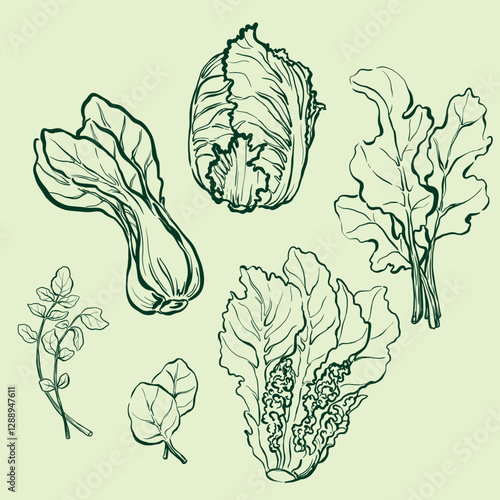 Vector vegetables doodle illustration of lettuce, spinach, watercress, chard, bok choy, iceberg lettuce. Hand-drawn harvest sketch. Food for design, veggie market drawing print, fabric or background.