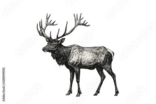Large elk animal illustration, hand-drawn black sketch, antique style vintage art, trendy wildlife vector design, forest animal, elk print