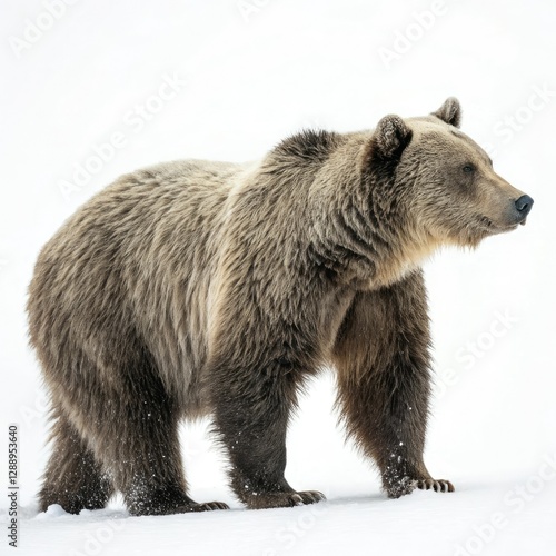 Wallpaper Mural brown bear on a rock Torontodigital.ca