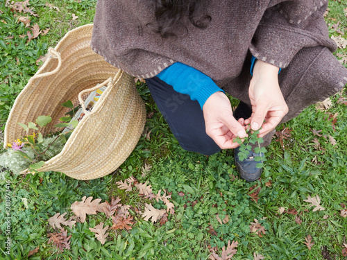 Woman foraging wild edible plants and herbs in nature with basket