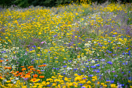 Fototapeta Naklejka Na Ścianę i Meble -  mixture of bright colourful British wildflower meadow plants