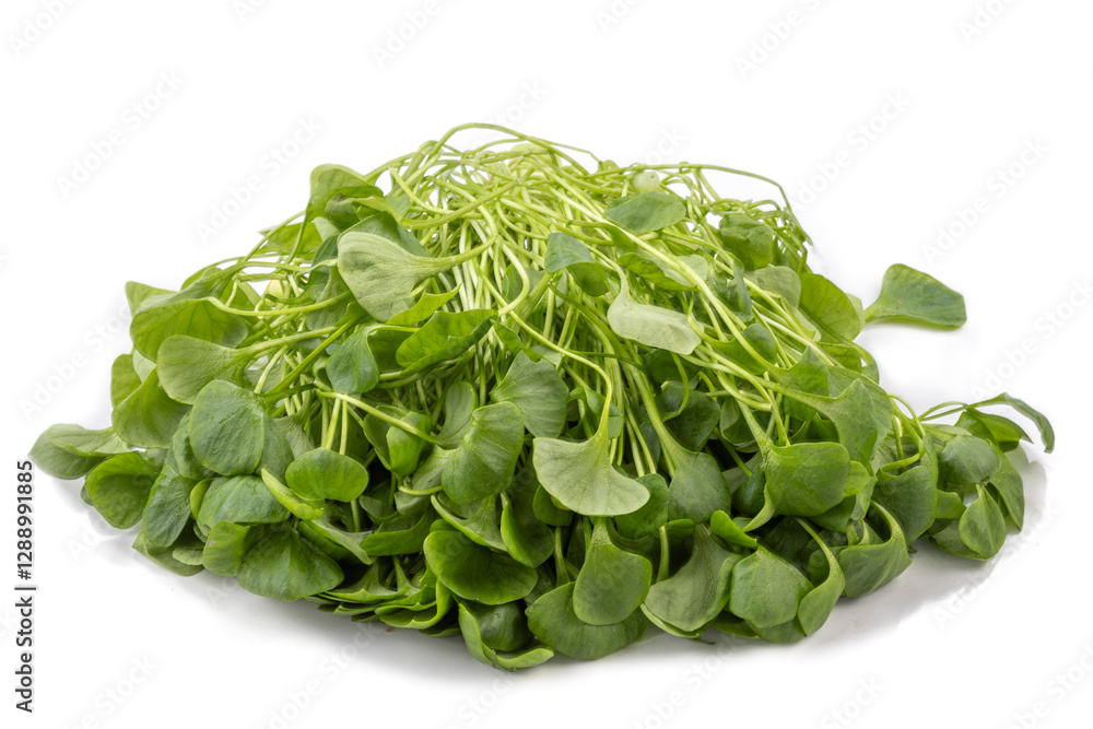 Fresh watercress gathered for culinary uses Fresh watercress gathered for culinary uses
