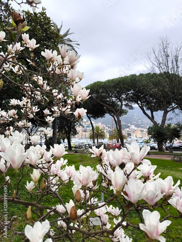 Magnolia tree in bloom, Rapallo, Liguria, travel in Italy