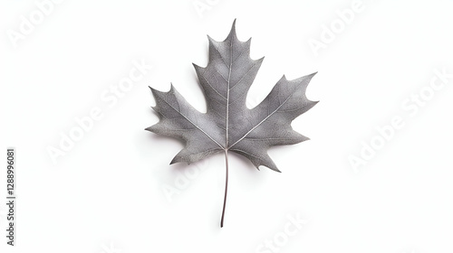 Silver Maple Leaf on White Background