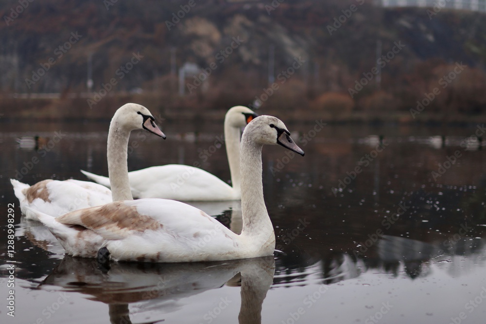 a family of swans is in the river in winter. a family of swans is in the river in winter.