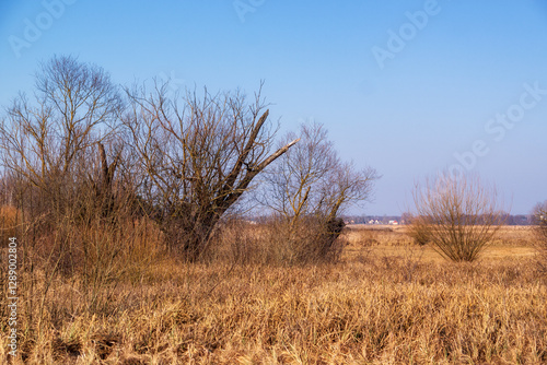 Zima w Narwiańskim Parku Narodowym, Podlasie, Polska